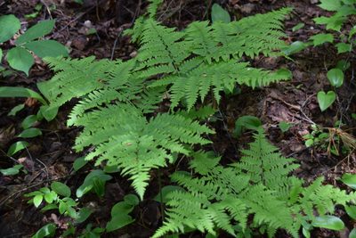 Pteridium aquilinum, photographed by Pierre Cartier