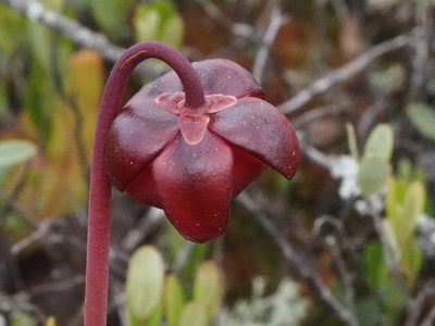 Sarracenia purpurea, photographed by Tom Armstrong