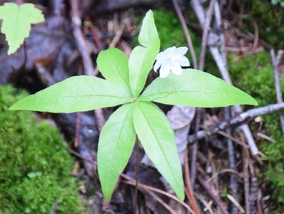 Lysimachia borealis, photographed by Pierre Cartier