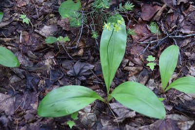 Clintonia borealis, photographed by Pierre Cartier