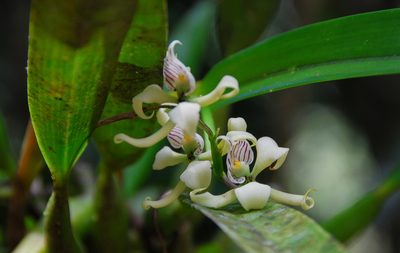 Prosthechea aemula, photographed by w_endo