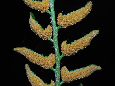 Polystichum acrostichoides, photographed by Clay Gibbons