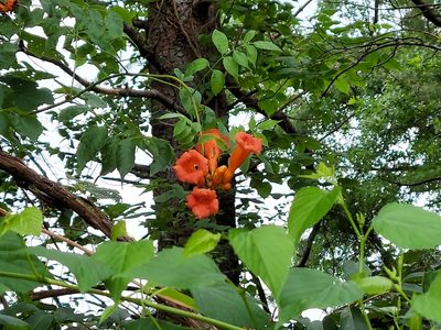 Campsis radicans, photographed by Nicholas Stockmaster