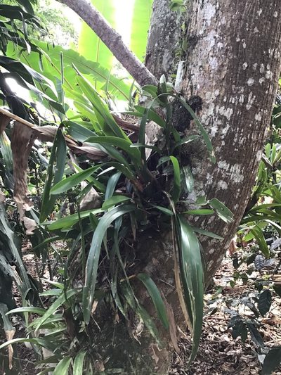 Maxillaria densa, photographed by Victor De la Cruz