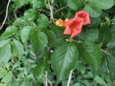 Campsis radicans, photographed by Nicholas Stockmaster