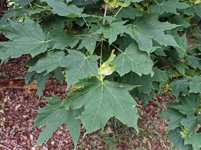 Acer platanoides, photographed by Donald Davesne