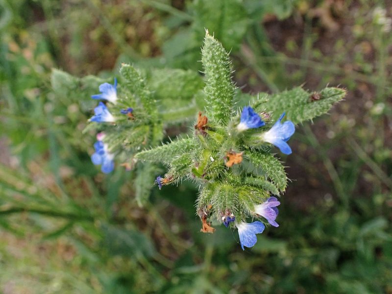 Anchusa arvensis, photographed by Donald Davesne