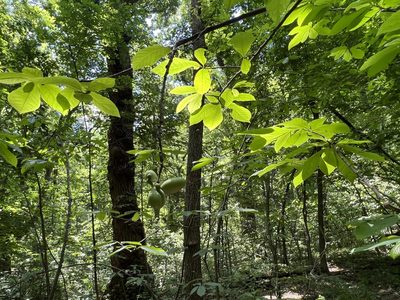 Asimina triloba