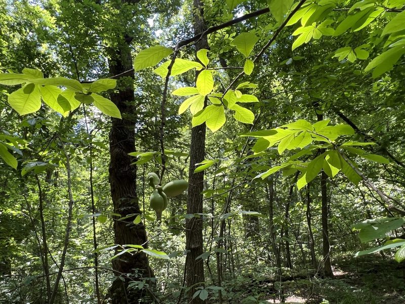 Asimina triloba, photographed by Anne Parker