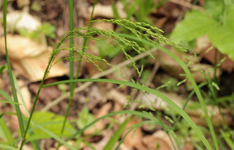 Glyceria striata, photographed by Trix Niernberger