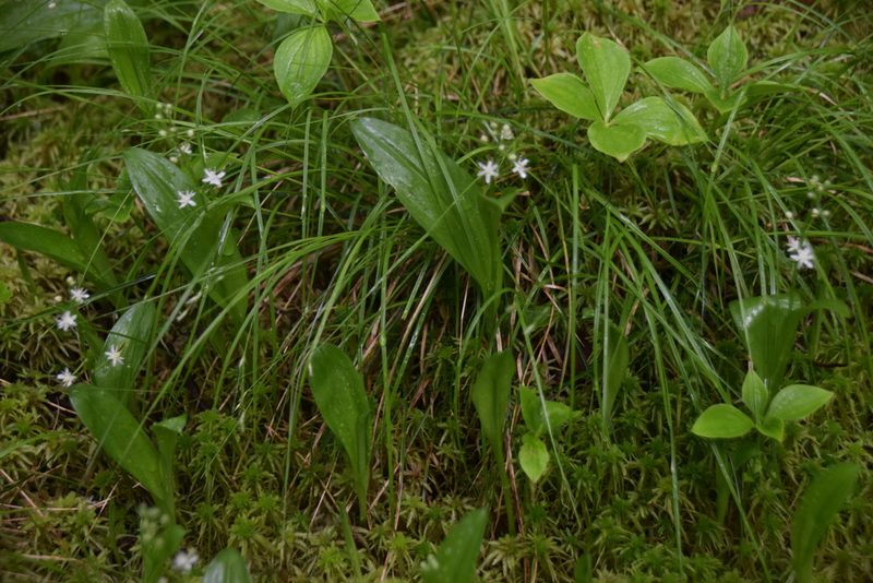 Maianthemum trifolium, photographed by Pierre Cartier