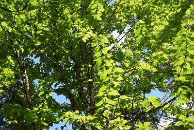 Betula alleghaniensis, photographed by Pierre Cartier