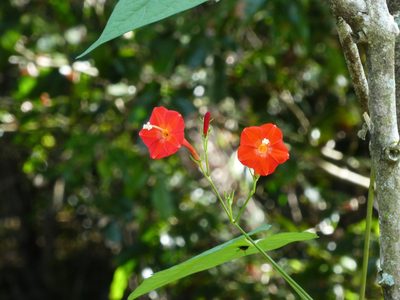 Ipomoea hederifolia, photographed by Steve Fitzgerald