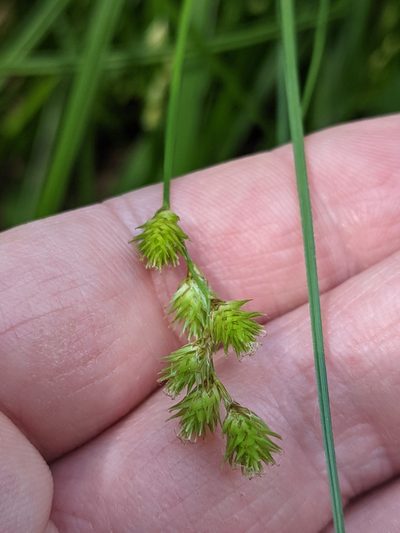 Carex projecta, photographed by Benoit Renaud