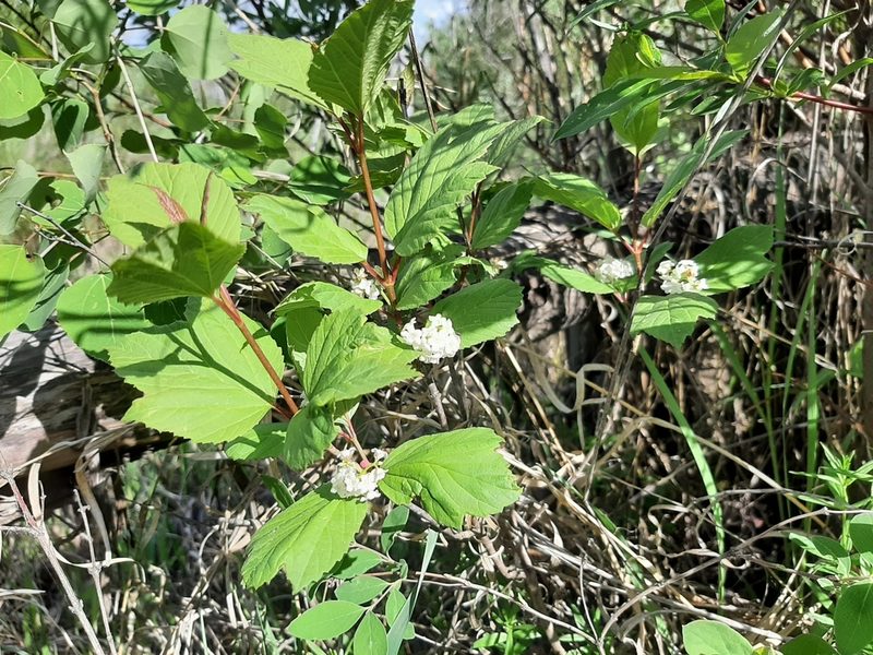Viburnum edule, photographed by tonyblake