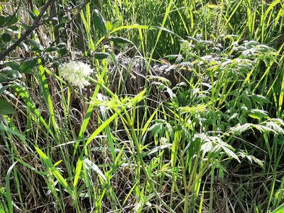 Actaea rubra, photographed by tonyblake