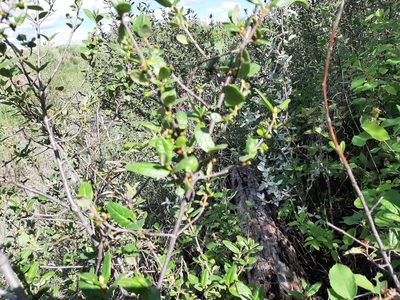Shepherdia canadensis, photographed by tonyblake