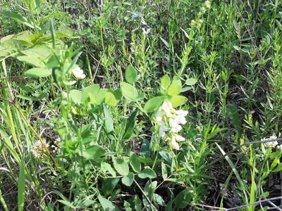 Lathyrus ochroleucus, photographed by tonyblake