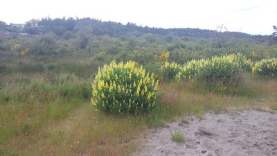 Lupinus arboreus