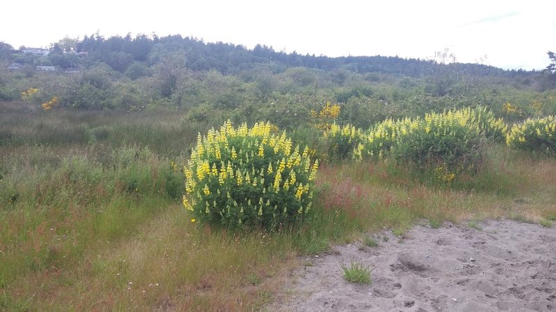 Lupinus arboreus, photographed by Loopy30