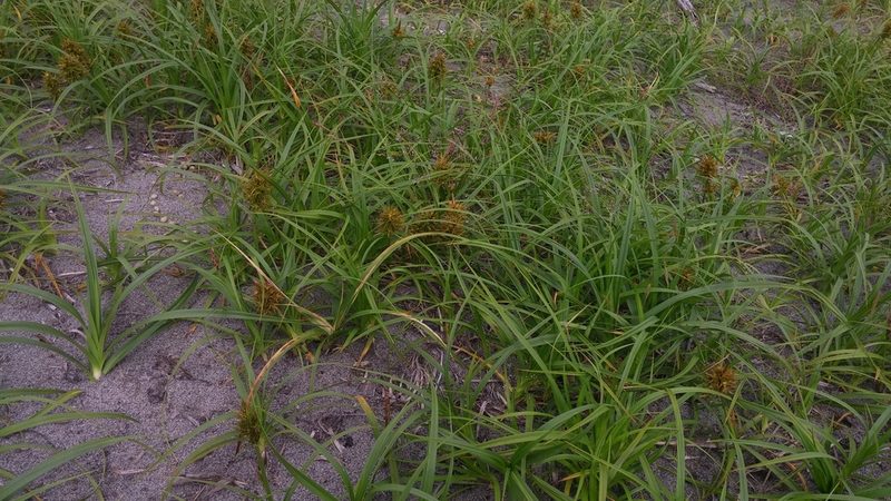 Carex macrocephala, photographed by Loopy30