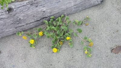 Abronia latifolia, photographed by Loopy30