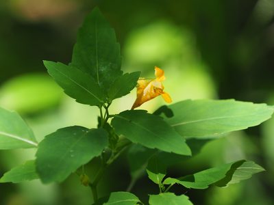 Impatiens capensis, photographed by mefisher