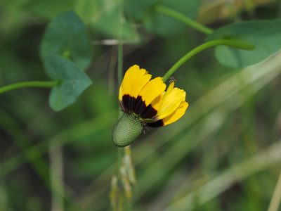 Rudbeckia amplexicaulis, photographed by mefisher