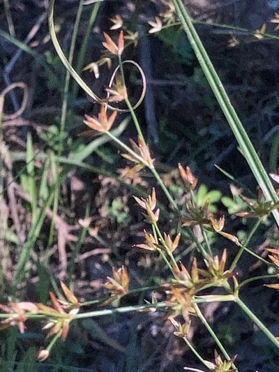 Juncus diffusissimus, photographed by Joseph McPhail