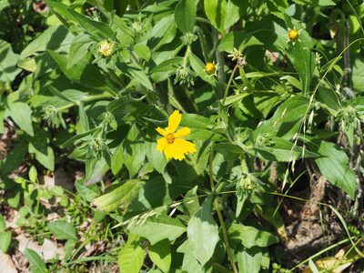 Rudbeckia hirta, photographed by mefisher