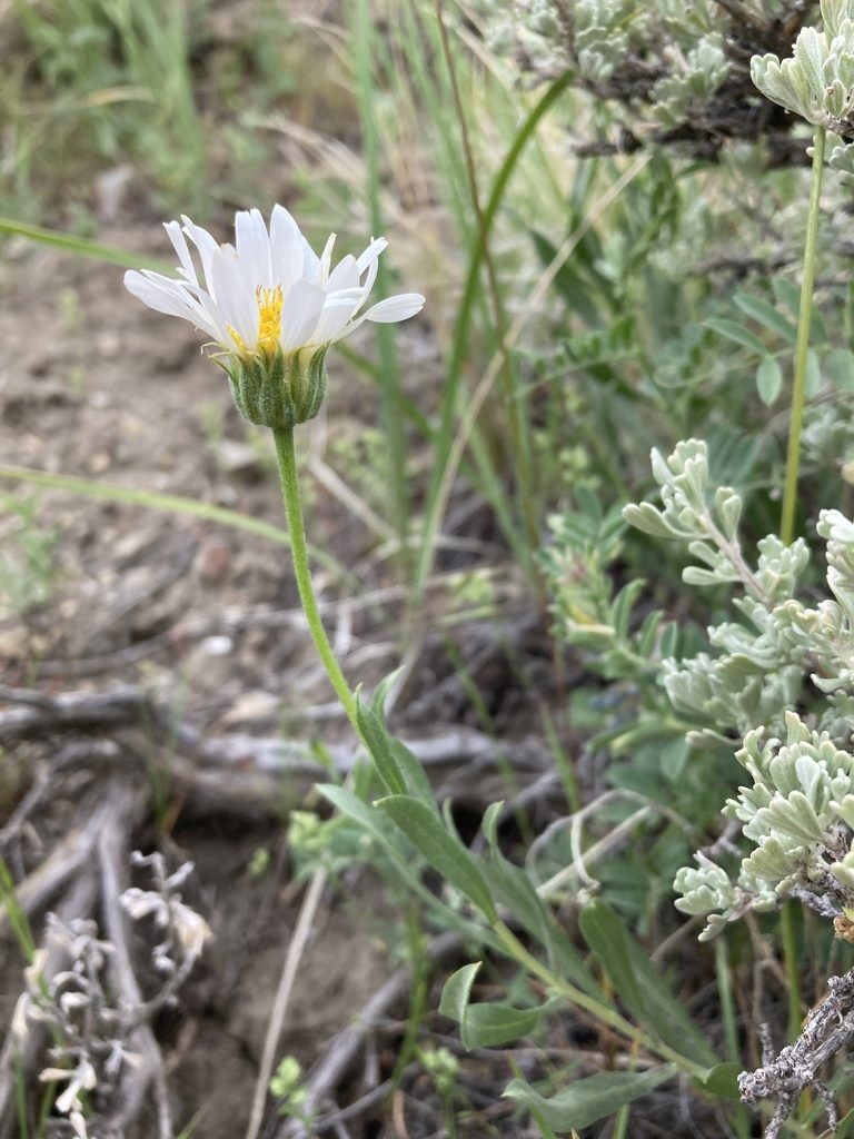 Xylorhiza glabriuscula, photographed by Cecelia Alexander