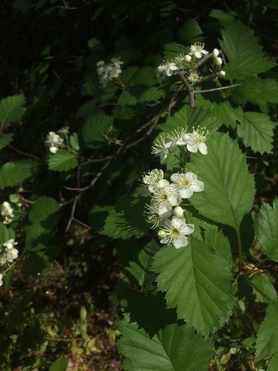 Crataegus irrasa, photographed by Étienne Lacroix-Carignan
