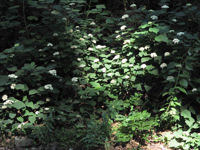 Hydrangea arborescens, photographed by mefisher