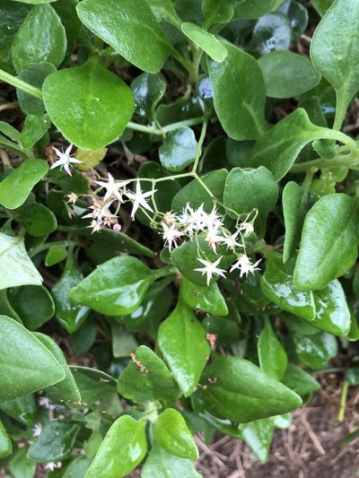 Crassula spathulata, photographed by James K. Douch