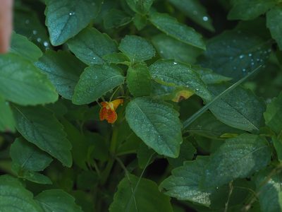 Impatiens capensis, photographed by mefisher