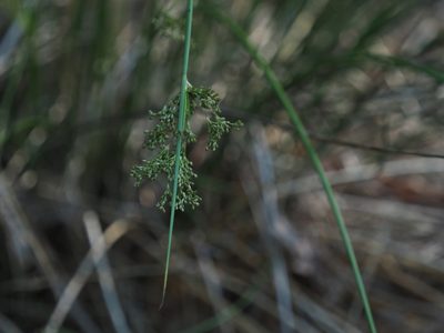 Juncus effusus, photographed by mefisher