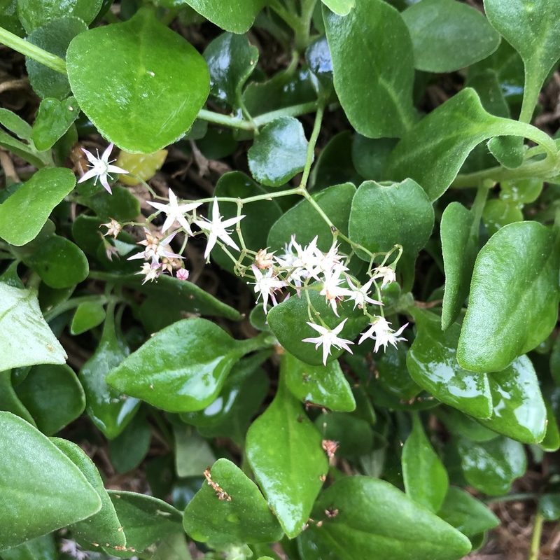 Tetragonia implexicoma, photographed by James K. Douch