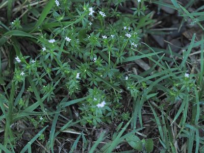 Sherardia arvensis, photographed by mefisher