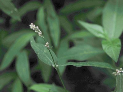 Persicaria longiseta