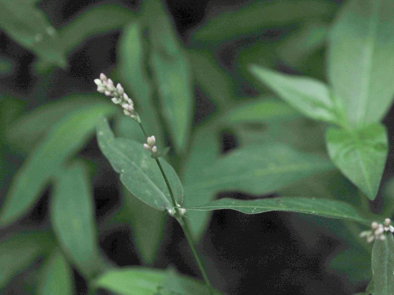 Persicaria longiseta, photographed by mefisher