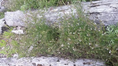 Vicia hirsuta, photographed by Loopy30