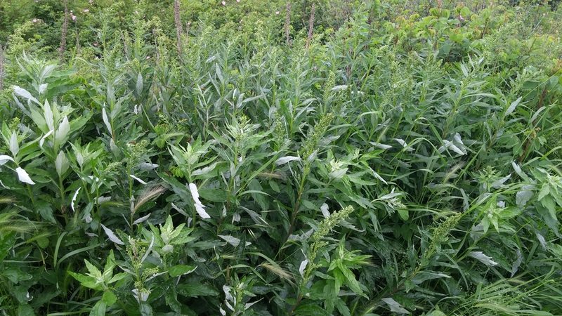 Artemisia suksdorfii, photographed by Loopy30