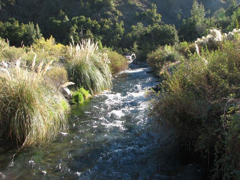 Cortaderia araucana, photographed by Cesar Ormazabal