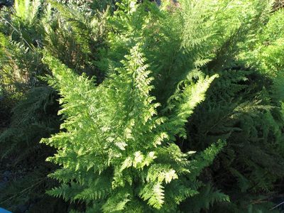 Dennstaedtia glauca, photographed by Cesar Ormazabal