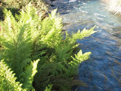 Dennstaedtia glauca, photographed by Cesar Ormazabal