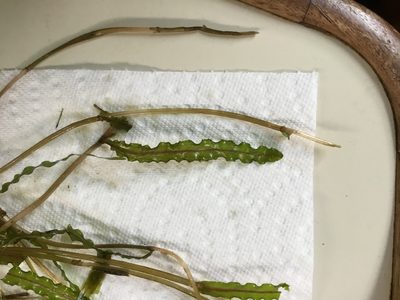 Potamogeton crispus, photographed by Suzanne Carriere