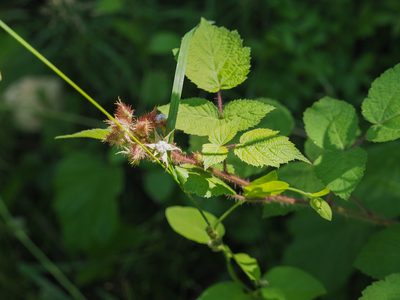 Rubus phoenicolasius, photographed by mefisher