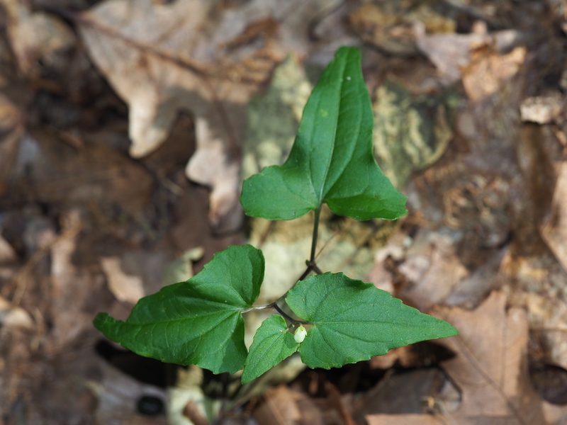 Viola hastata, photographed by Clay Gibbons