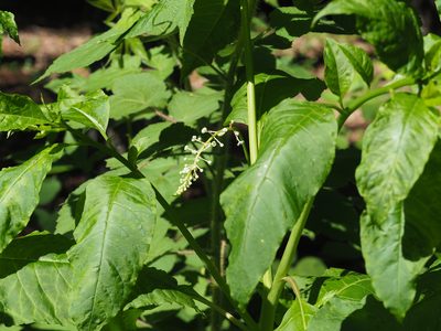 Phytolacca americana, photographed by mefisher