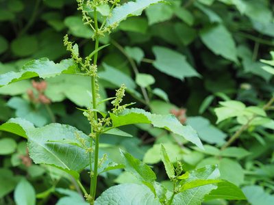 Rumex obtusifolius, photographed by mefisher